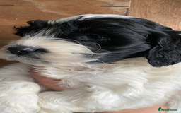 Cockapoo dogs for sale: FIB COCKAPOO - Advert 1