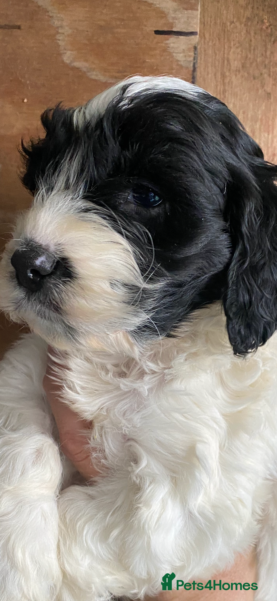 Cockapoo dogs for sale: FIB COCKAPOO - Advert 1