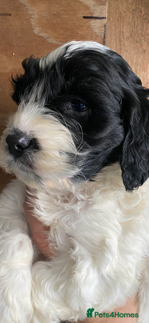 Cockapoo dogs FIB COCKAPOO - Advert 2