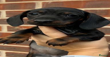 Dachshund dogs - Advert 13