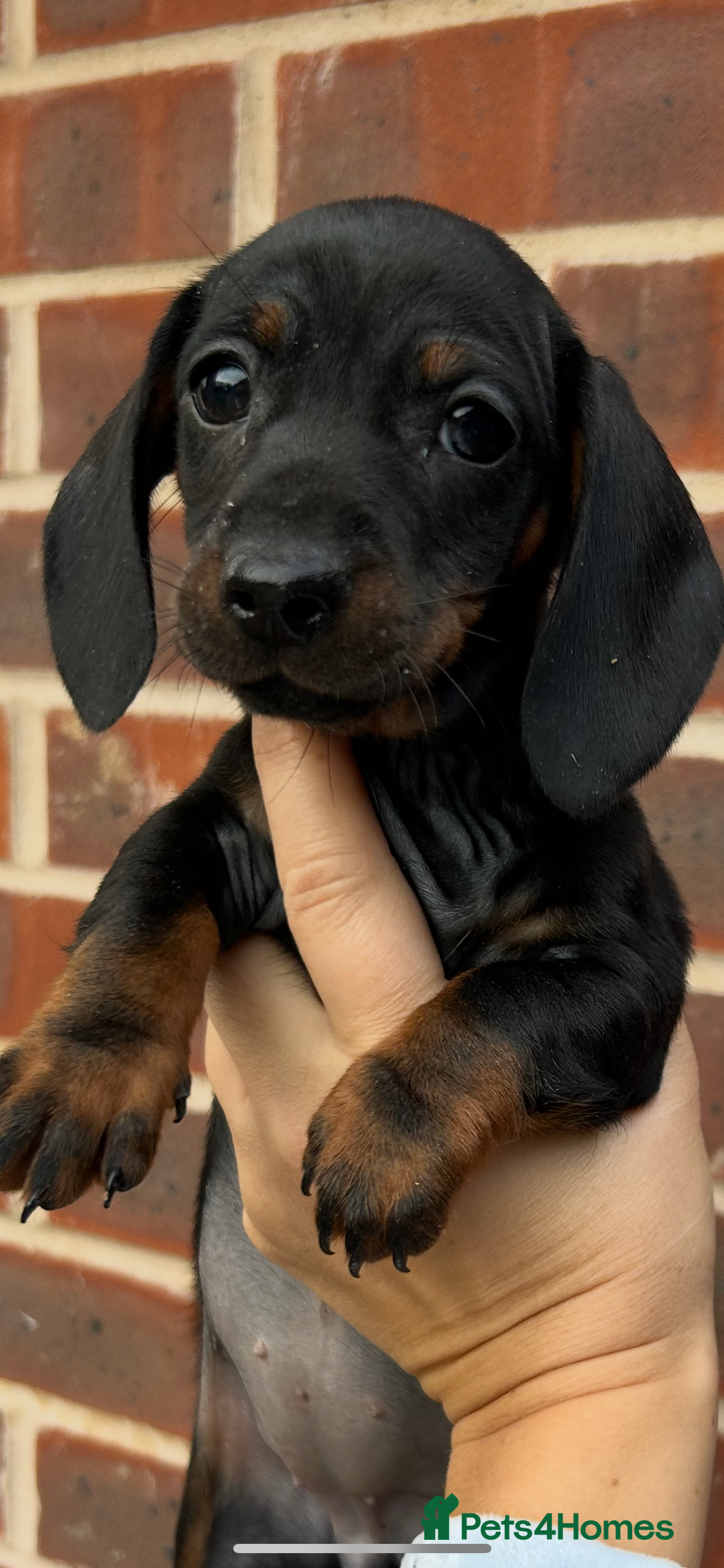 Dachshund dogs for sale: 1  girl left  - Advert 3