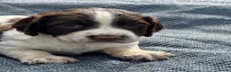 English Springer Spaniel dogs for sale: Working English Springer Spaniel Puppies - Advert 7