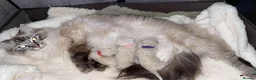 Ragdoll cats for sale: Adorable, Purebred GCCF Registered Ragdoll Kittens in London - Advert 29