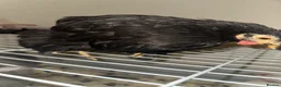 Chickens poultry for sale:     Dutch Bantam This black bird - Advert 4