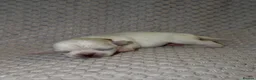 Chihuahua dogs for sale: 6 Beautiful Chihuahuas! - Advert 7