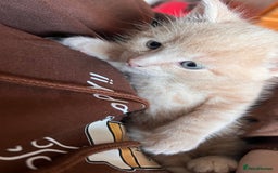 Mixed Breed cats for sale: Half mine coon half British  - Image 6
