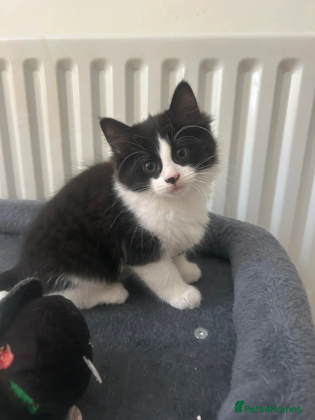 Mixed Breed cats for sale: 4 Gorgeous female kittens  in London - Advert 2