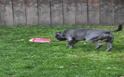 Staffordshire Bull Terrier dogs for stud: Blue staffy male, KC registered - Image 5