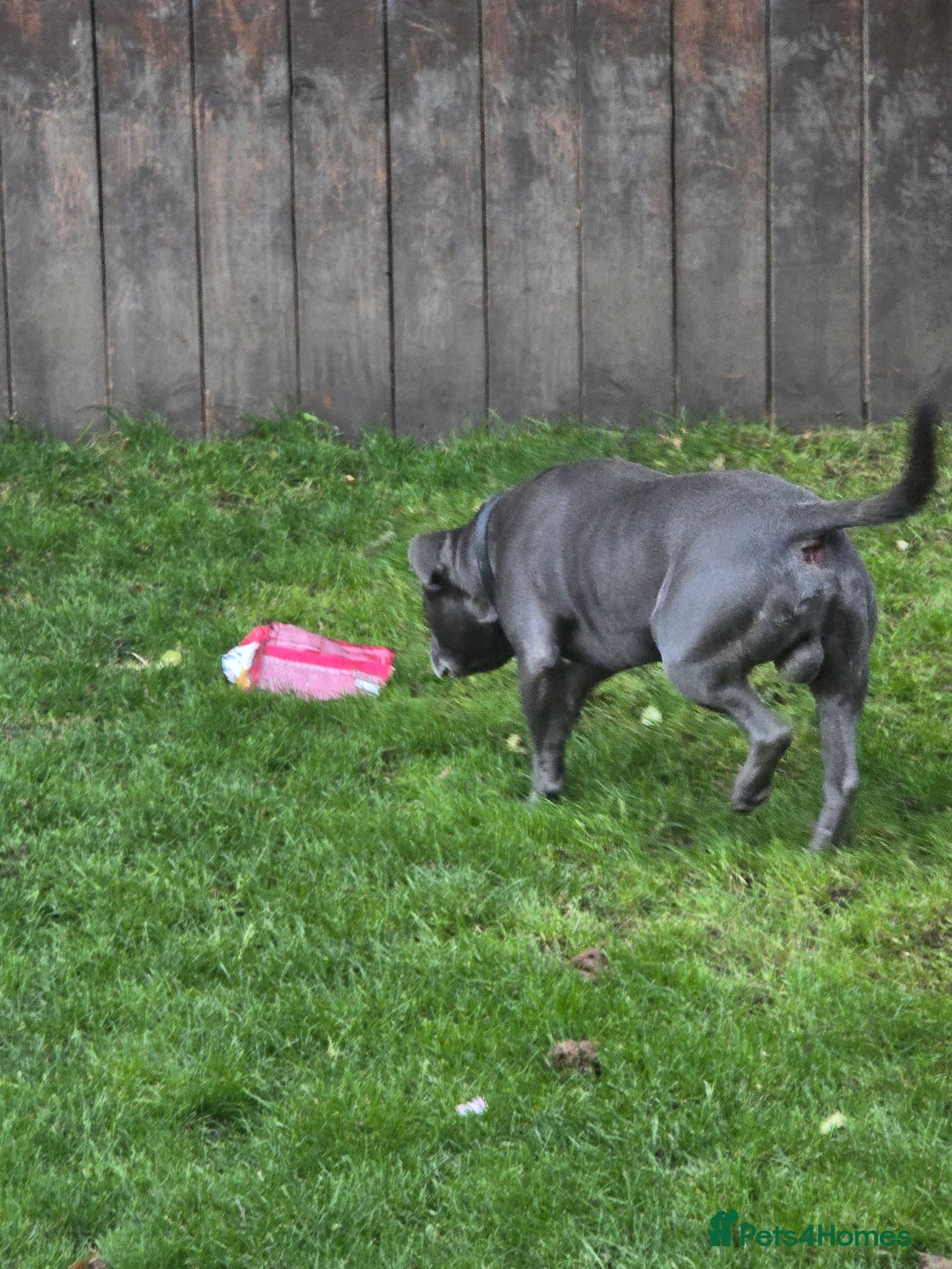 Staffordshire Bull Terrier dogs for stud: Blue staffy male, KC registered - Image 5