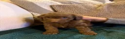 Cockapoo dogs for sale: F1B chocolate cockapoos  - Advert 6