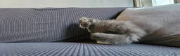 Mixed Breed cats for sale: Kittens available  in Bradford - Advert 16