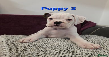 Boxer dogs - Advert 10