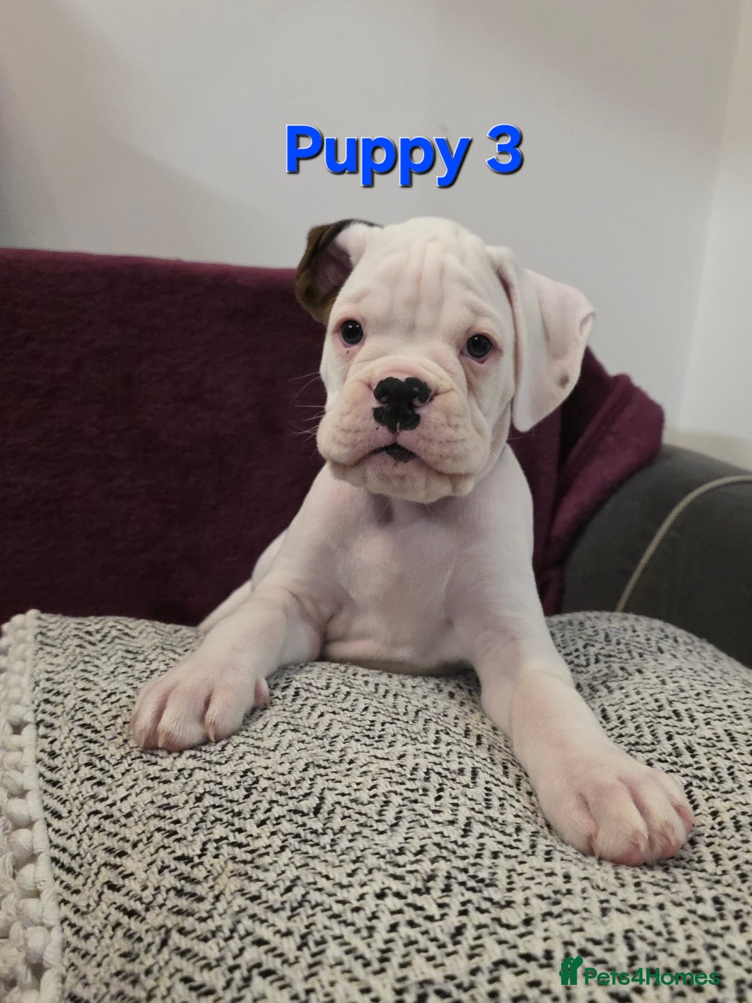 Boxer dogs for sale: KC REGISTERED Puppies-1x Gourgess Puppy available - Image 3