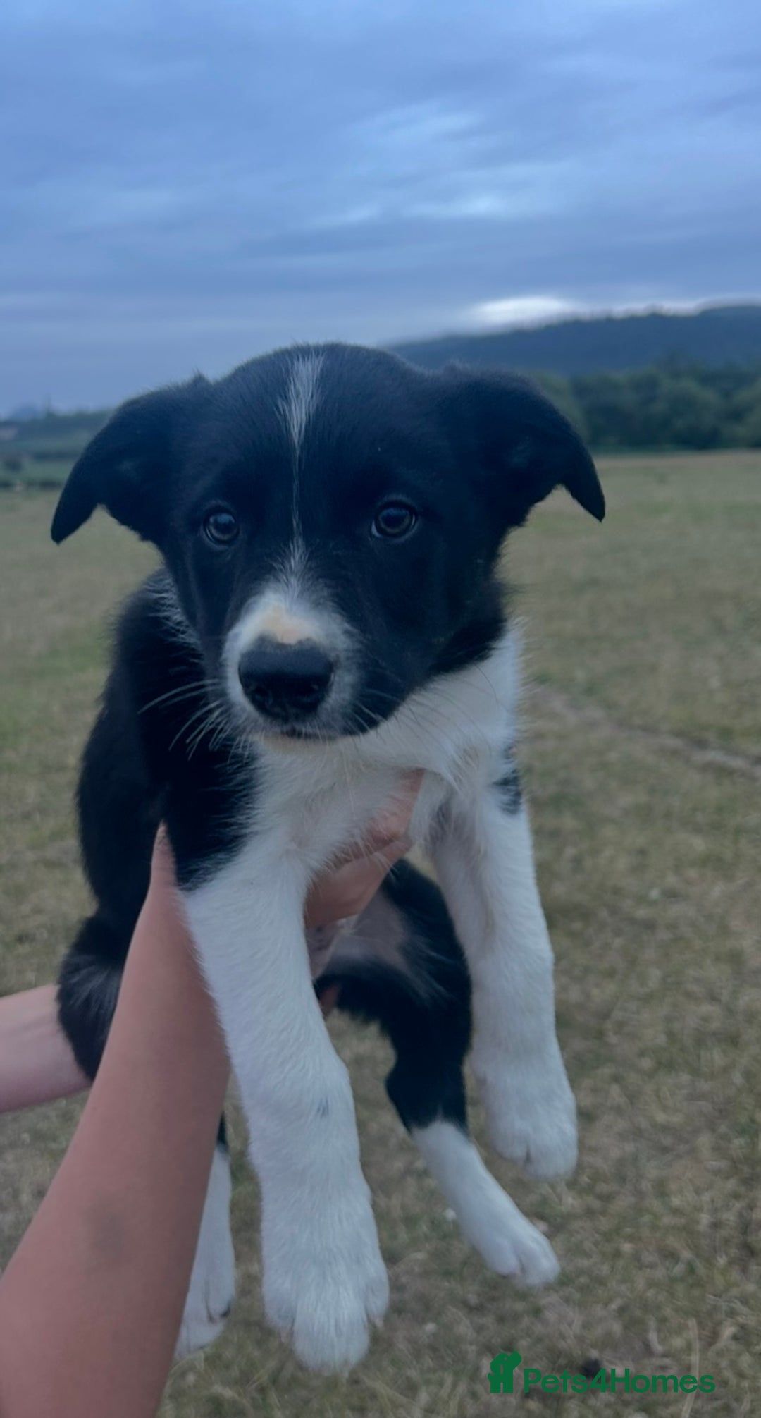 Border Collie dogs for sale: Border collies for sale - Image 4