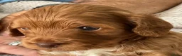 Cockapoo dogs for sale: Tiny Asian poodle cross pups teddy bear cute faces in Peacehaven - Advert 17