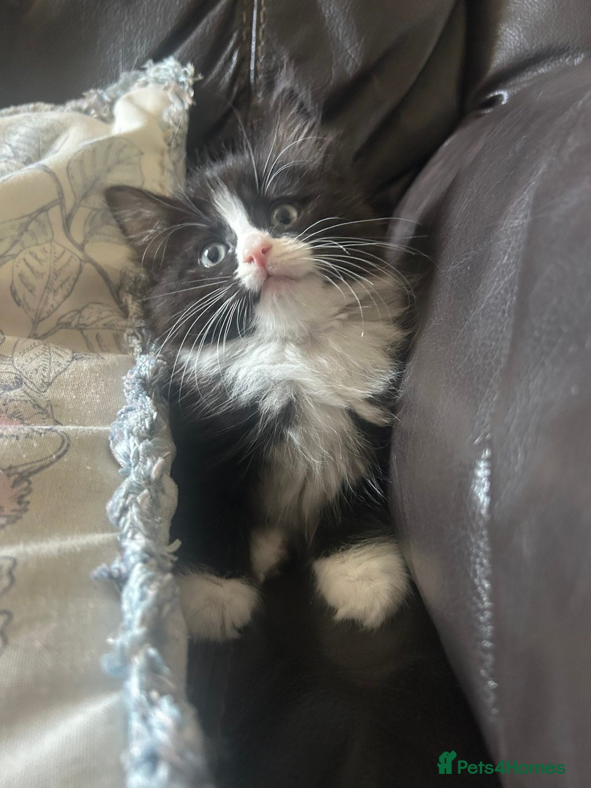 Ragdoll Kitten 1