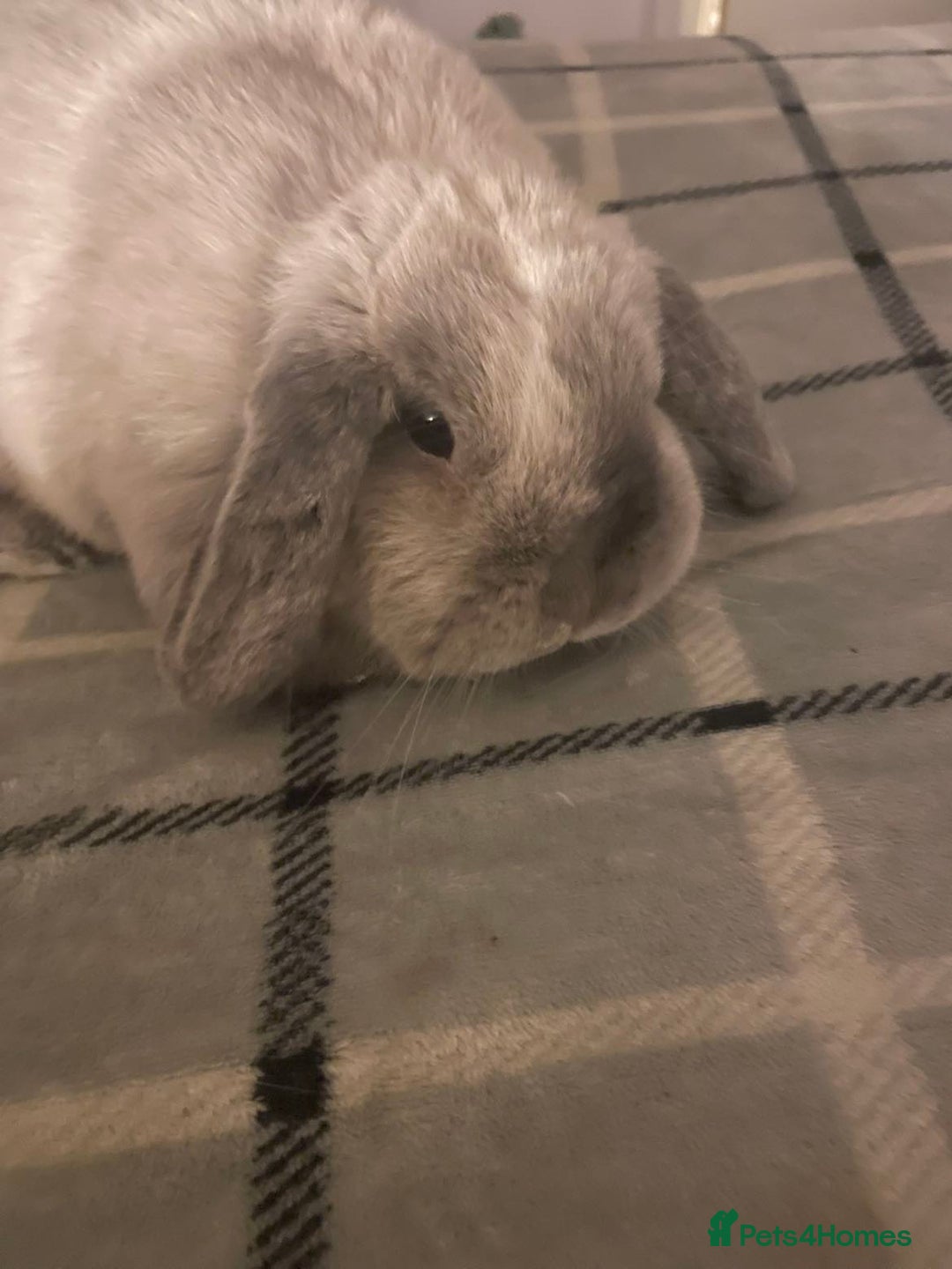 Mixed Breed rabbits for sale: Free to a good home  - Advert 3