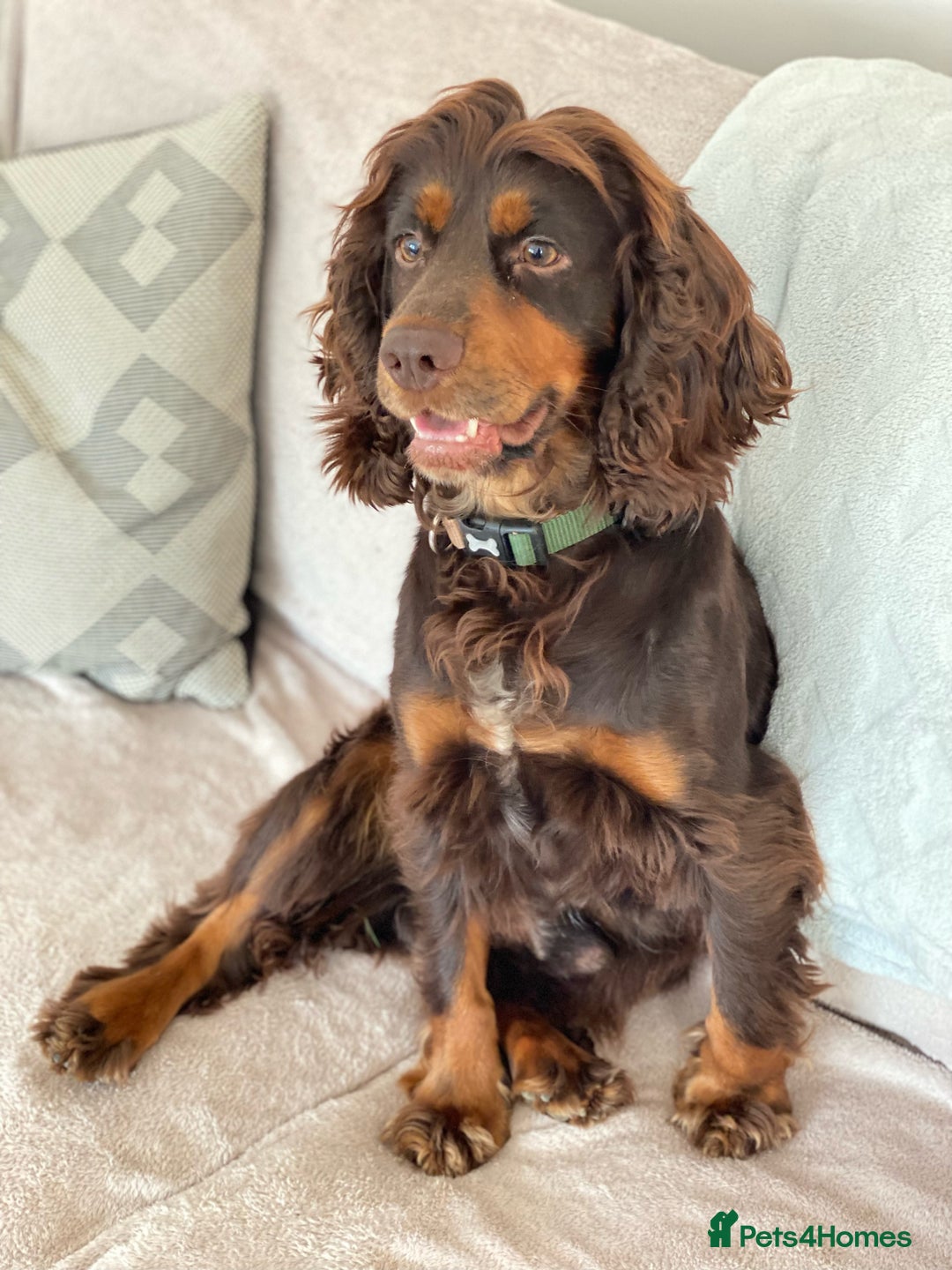 Cocker Spaniel dogs for sale: Stunning Chocolate KC cocker puppies - Advert 22