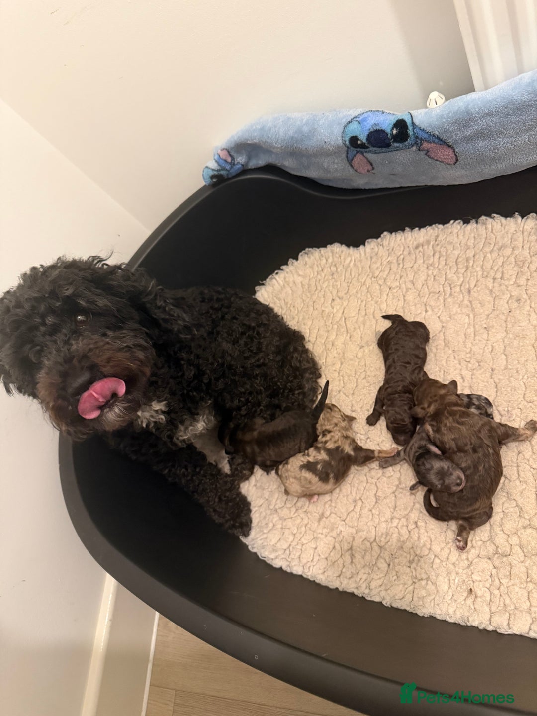 Poochon dogs for sale: 5 stunning poochon puppies with rare colourings  - Advert 15