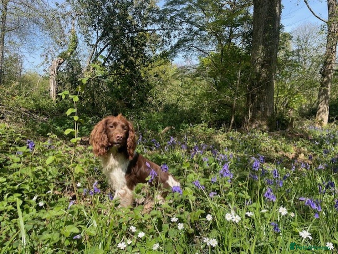 English Springer Spaniel dogs for stud: Working Springer for stud in Wareham - Image 7