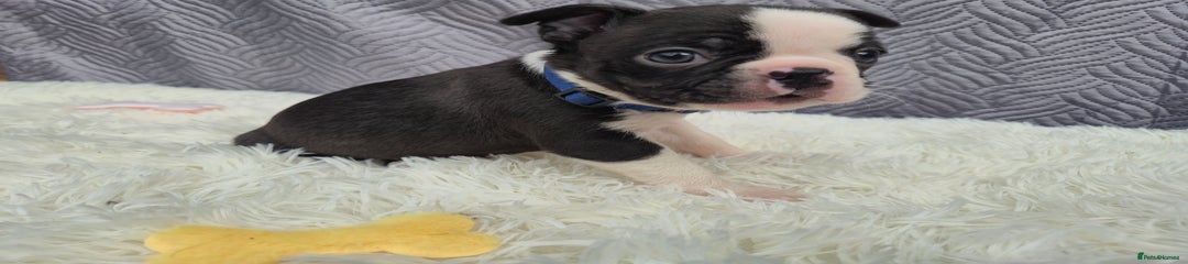 Boston Terrier Puppy 2