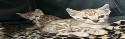 Bengal cats for sale: Bengal Kittens For Sale  - Advert 4