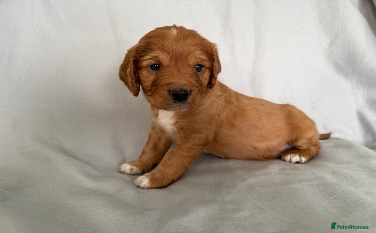 Mixed Breed dogs - Advert 13
