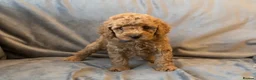 Cavapoo dogs for sale: Cavapoos Extensive DNA & Heart tested - Advert 14