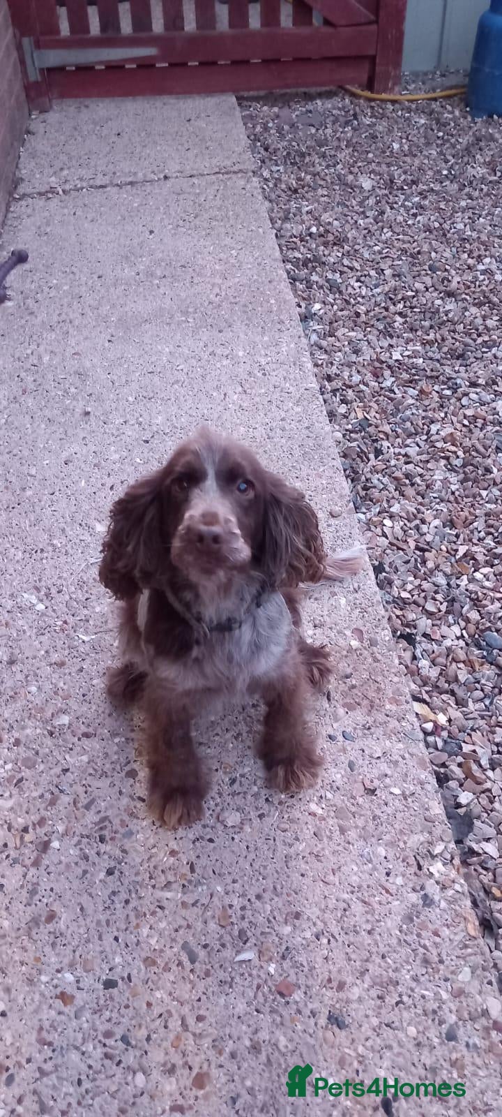 American Cocker Spaniel dogs Stunning litter of 6 cocker spaniel puppies  - Advert 2