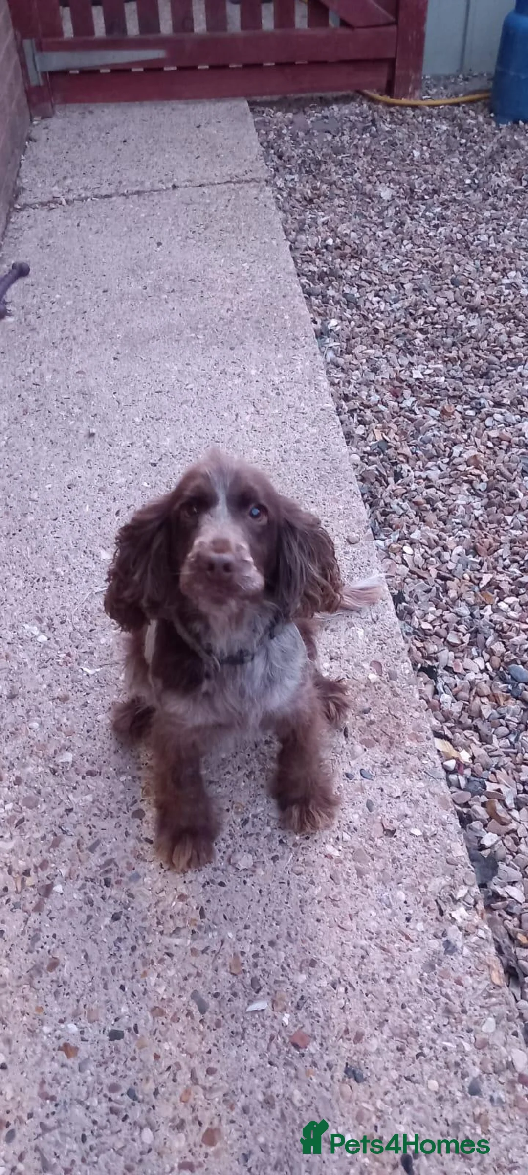 American Cocker Spaniel dogs for sale: Stunning litter of 6 cocker spaniel puppies  - Advert 1