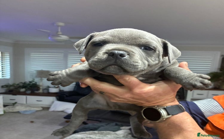 Staffordshire Bull Terrier dogs - Advert 1