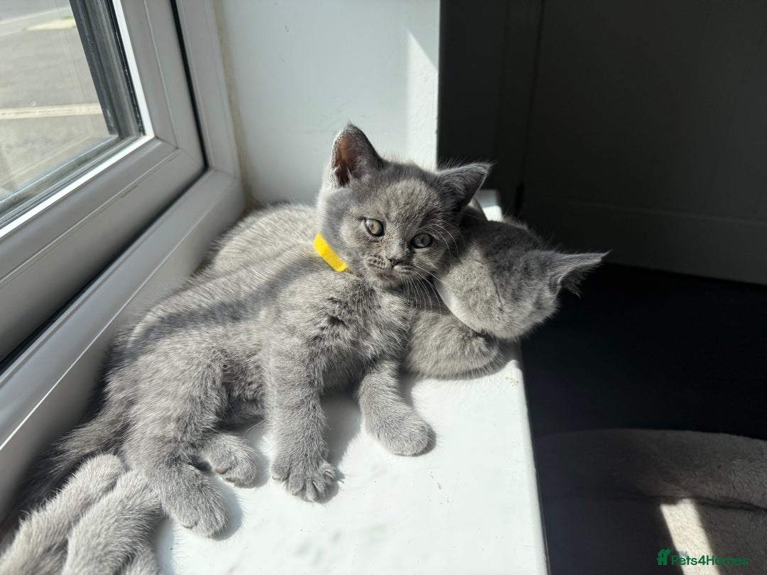 British Shorthair cats for sale: British shorthair kittens  - Image 12