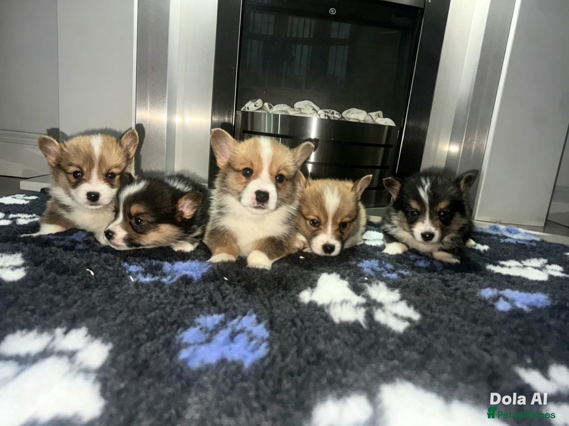 Welsh Corgi Pembroke dogs Kc pembroke corgi puppies - Advert 2