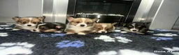 Welsh Corgi Pembroke dogs for sale: Kc pembroke corgi puppies - Advert 15