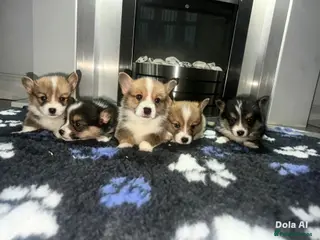 Welsh Corgi Pembroke dogs Kc pembroke corgi puppies - Advert 2