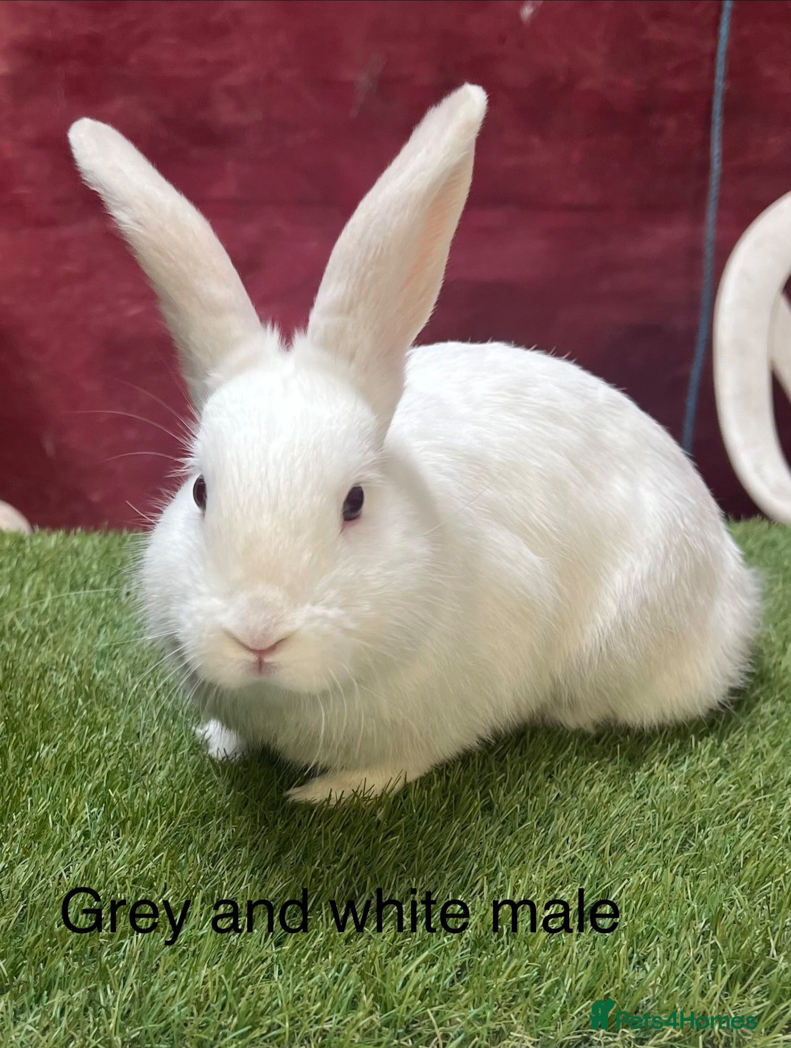 Angora rabbits Teddy Widder / Dwerg Rabbits For Sale - Advert 2