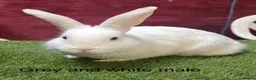 Angora rabbits for sale: Teddy Widder / Dwerg Rabbits For Sale - Advert 2