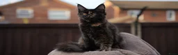 Maine Coon cats for sale: XL Pedigree Maine coon kittens - Advert 16