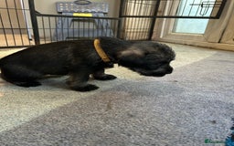 Schnauzer dogs for sale: Standard schnauzer pepper & salt KC reg vet check - Image 2