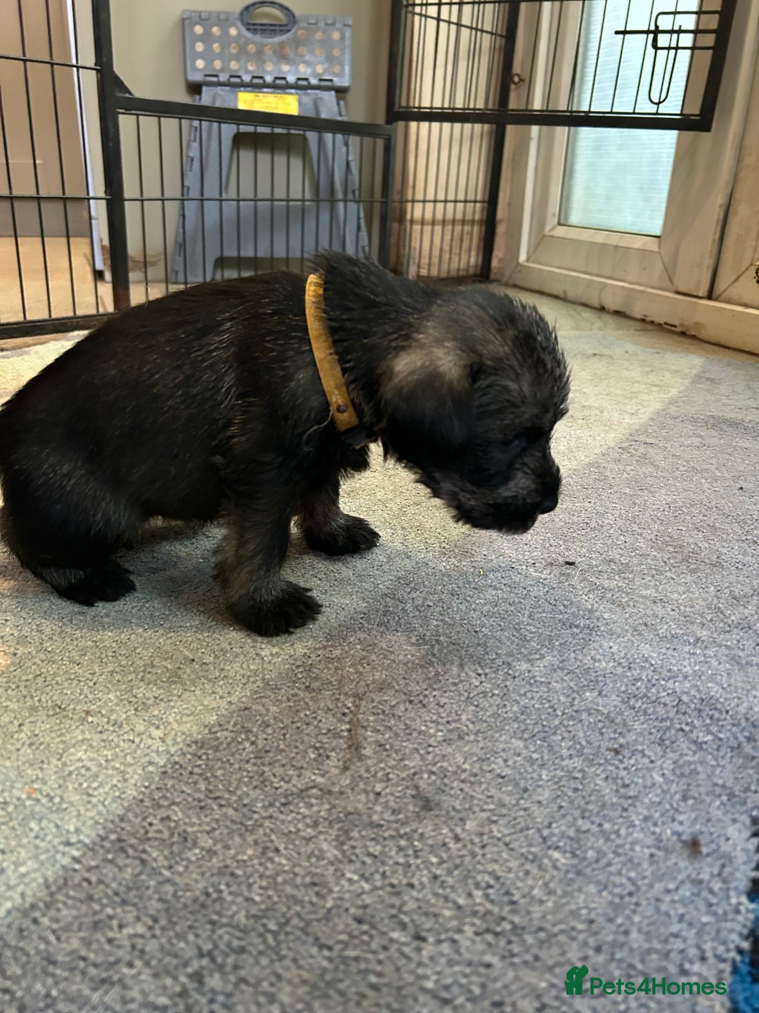 Schnauzer dogs for sale: Standard schnauzer pepper & salt KC reg vet check - Image 2