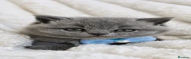 British Shorthair 1