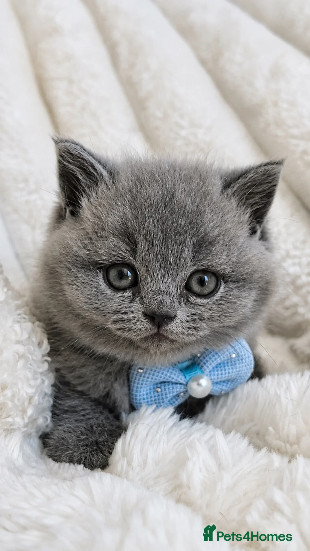British Shorthair cats for sale: GCCF Registered Kittens Blue British Shorthair - Advert 2