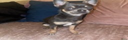 Chihuahua dogs for stud: small chihuahua stud only not for sale! proven  in King's Lynn - Advert 5