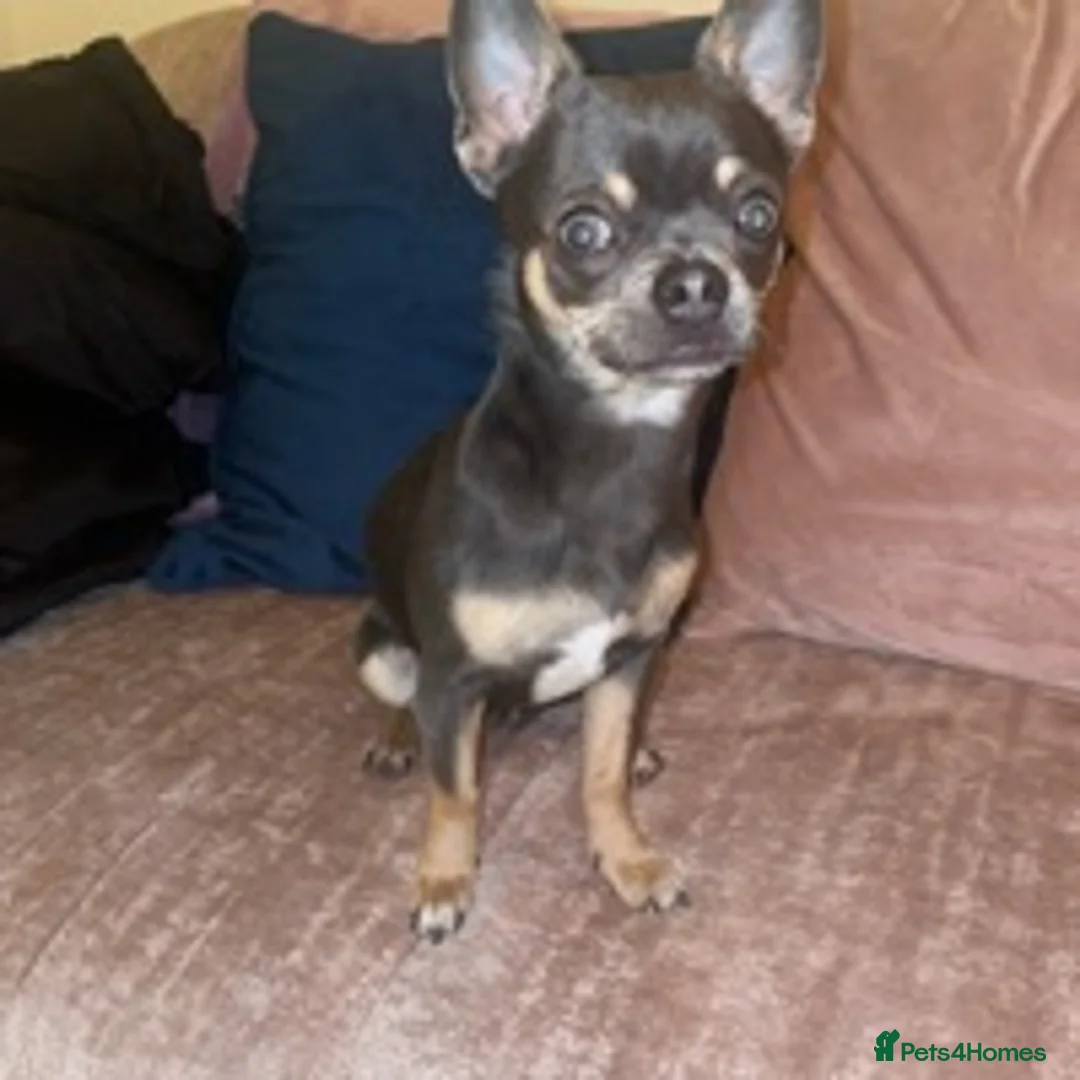 Chihuahua dogs for stud: small chihuahua stud only not for sale! proven  in King's Lynn - Advert 5