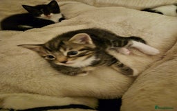 Mixed Breed cats for sale: 2 gorgeous kittens looking for their forever home - Image 3