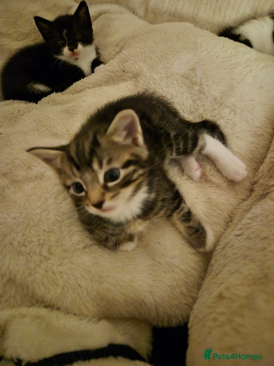 Mixed Breed cats for sale: 2 gorgeous kittens looking for their forever home - Image 3