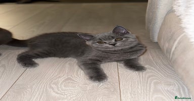 British Shorthair cats - Advert 5