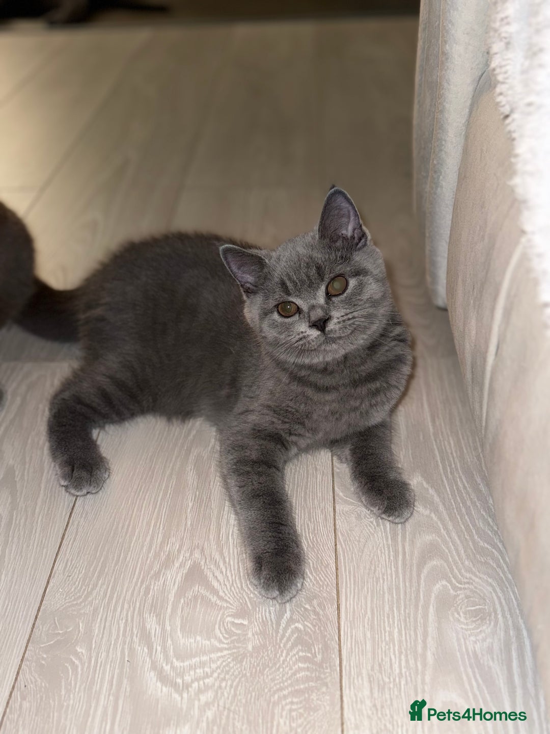 British Shorthair cats for sale: Champion Bloodline British Shorthair & Longhair - Image 2