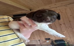 English Springer Spaniel dogs for sale: Sired by Brocklinton Bertie FTCH, docked - Image 8