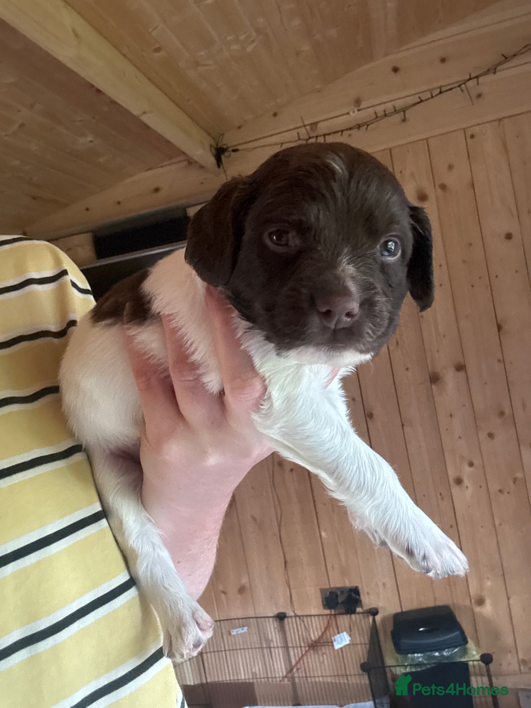 English Springer Spaniel dogs for sale: Sired by Brocklinton Bertie FTCH, docked - Image 8